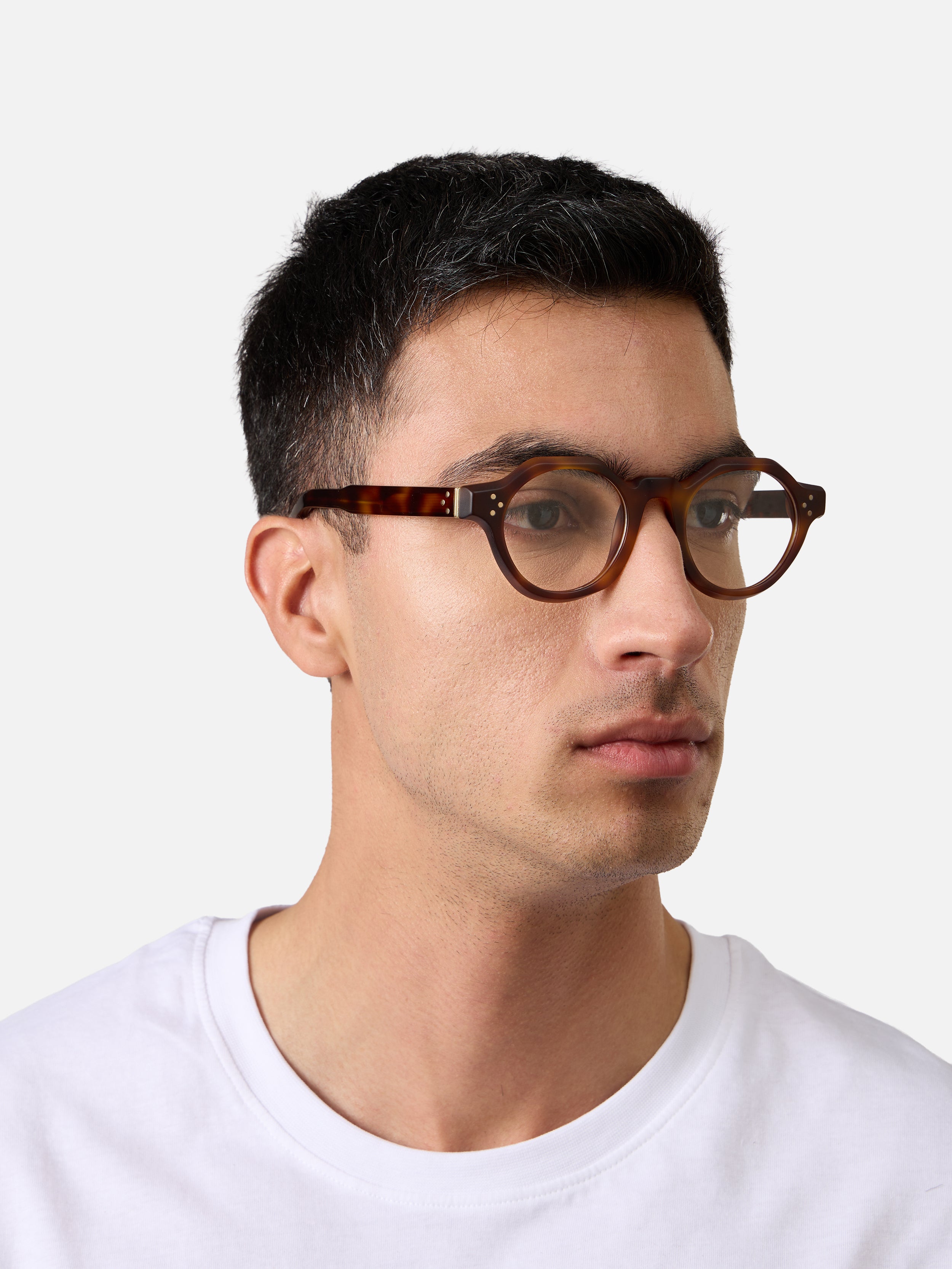 Paradise Tortoise Structura