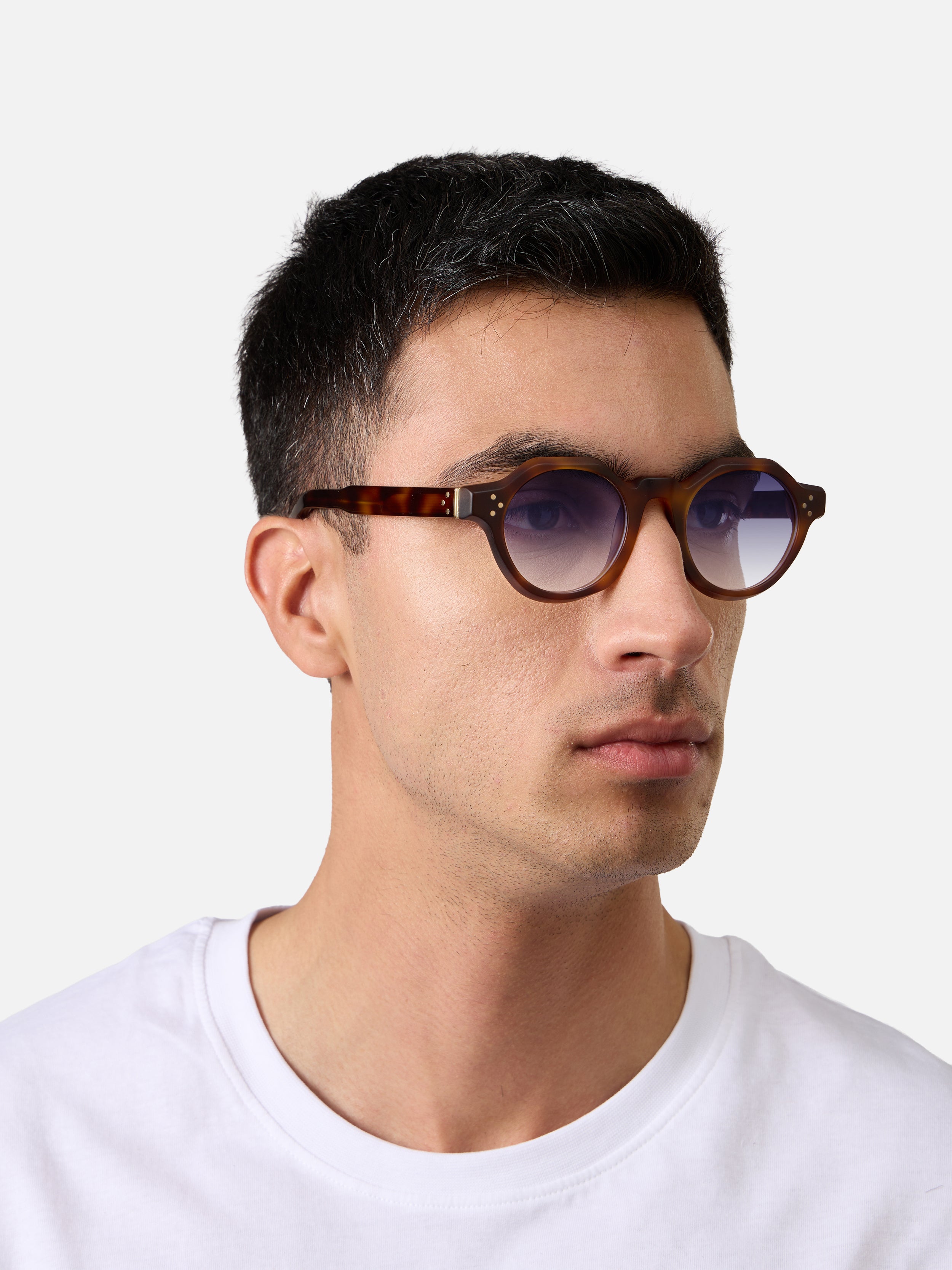 Paradise Tortoise Structura